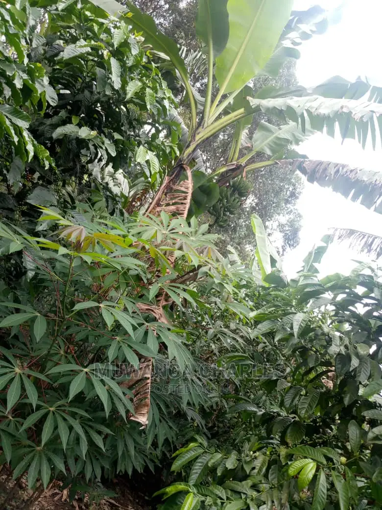 5acres for Sale at Kikyusa in Kikyusa