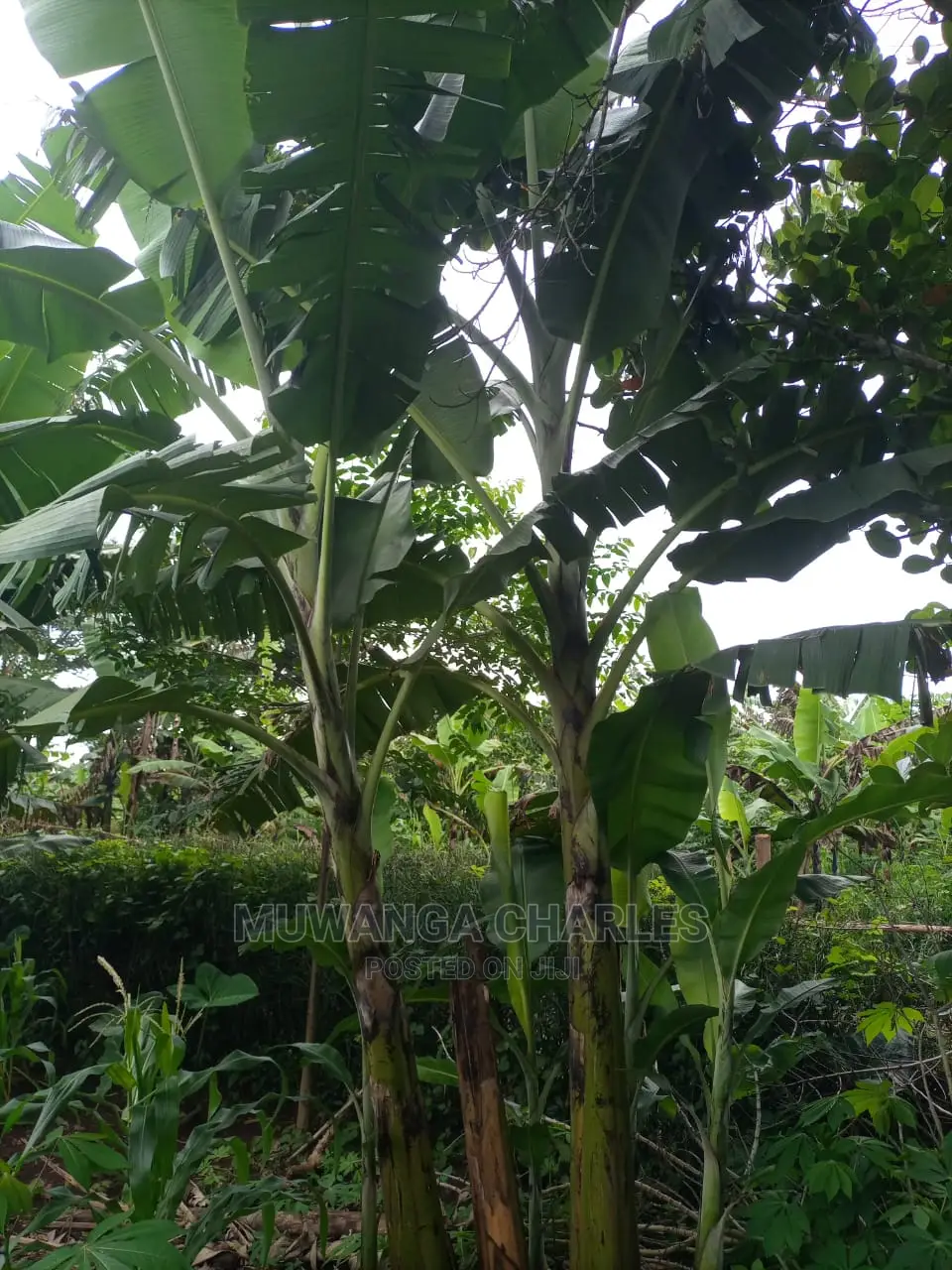 100acres of Land for Sale at Luwero Mazzi in Central Division