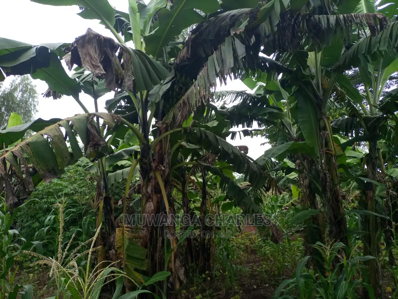 100acres of Land for Sale at Luwero Mazzi in Central Division