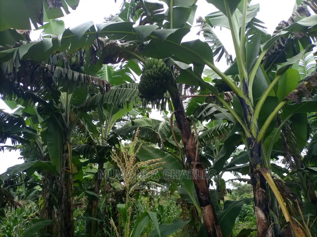 100acres of Land for Sale at Luwero Mazzi in Central Division