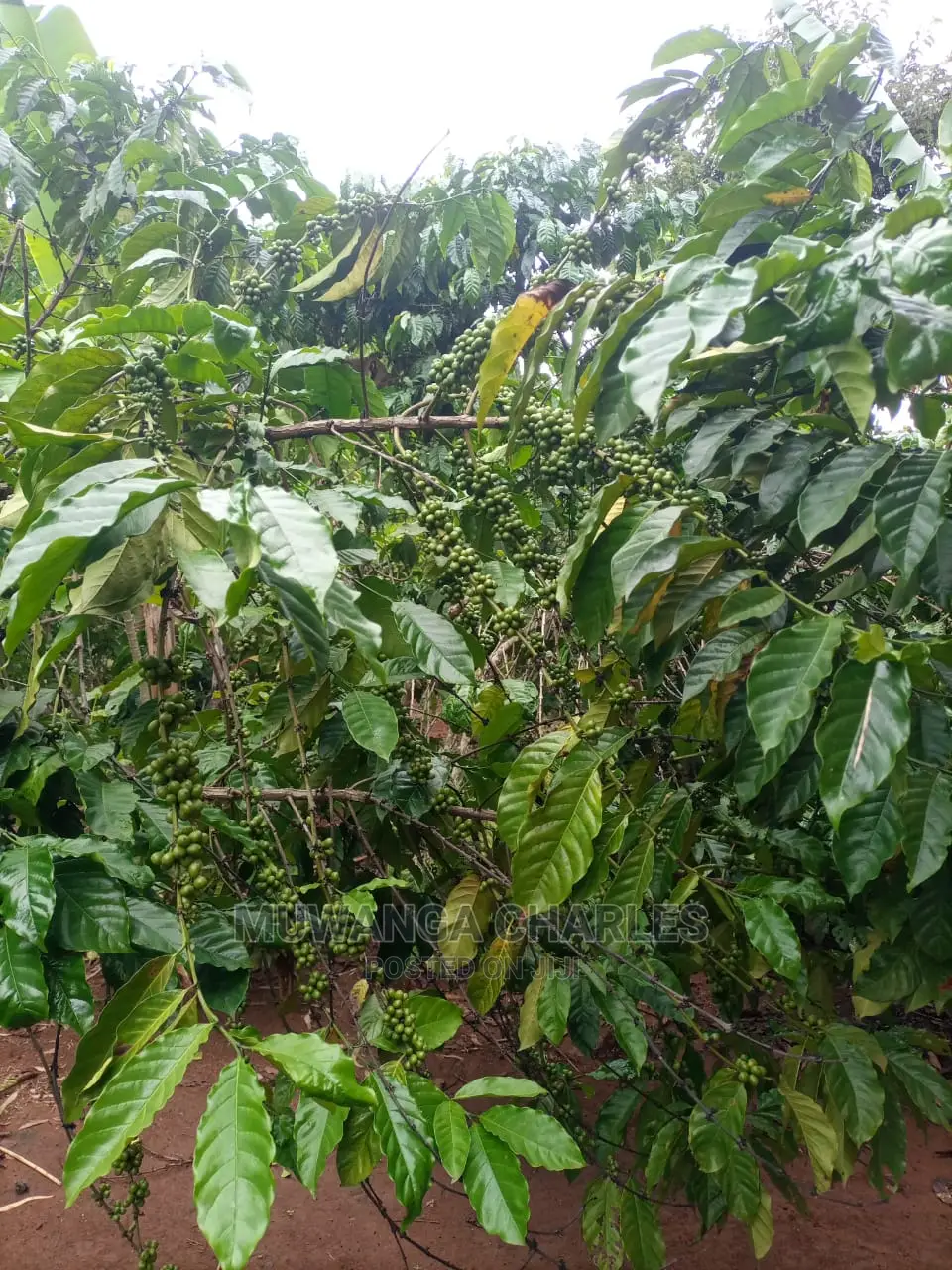 100acres of Land for Sale at Luwero Mazzi in Central Division
