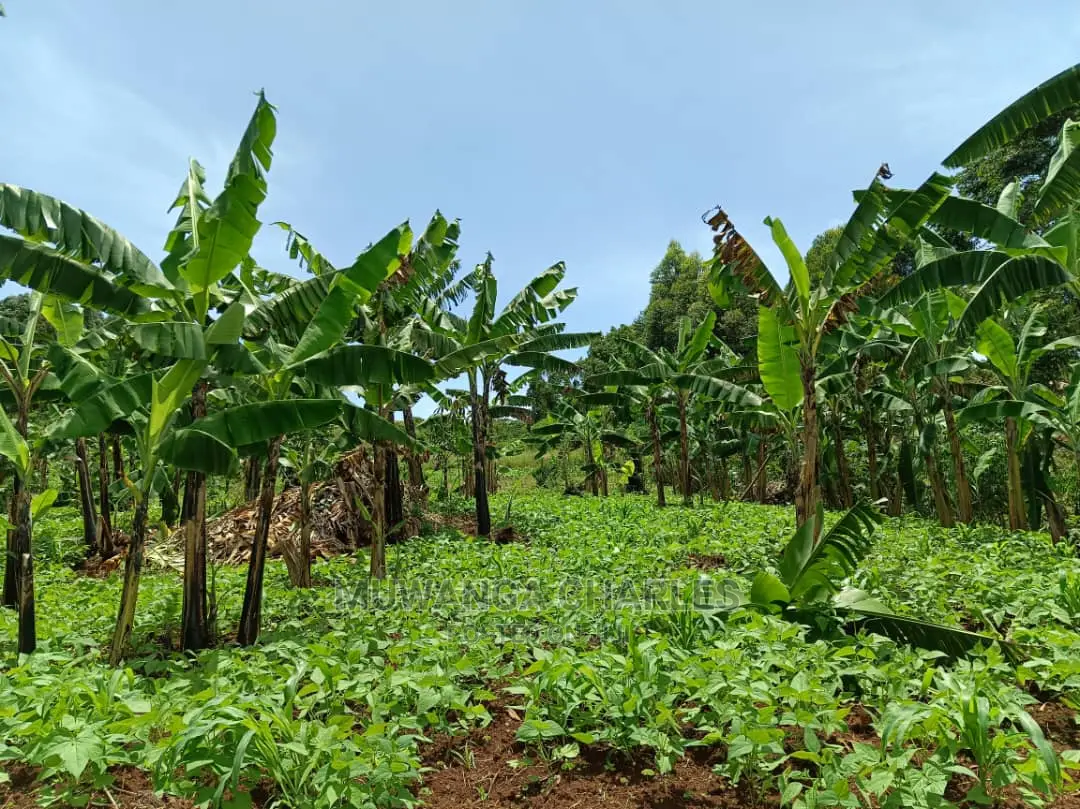 100acres for Sale in Luwero in Central Division