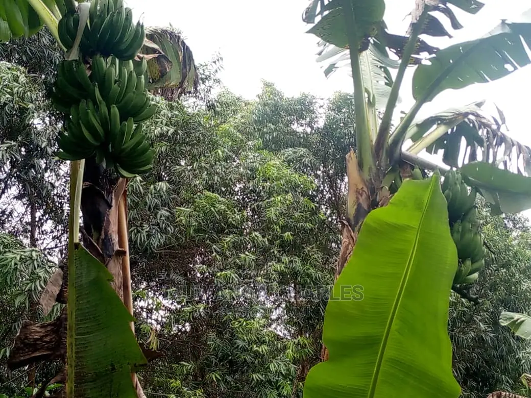 Land in Zirobwe for Sale in Central Division