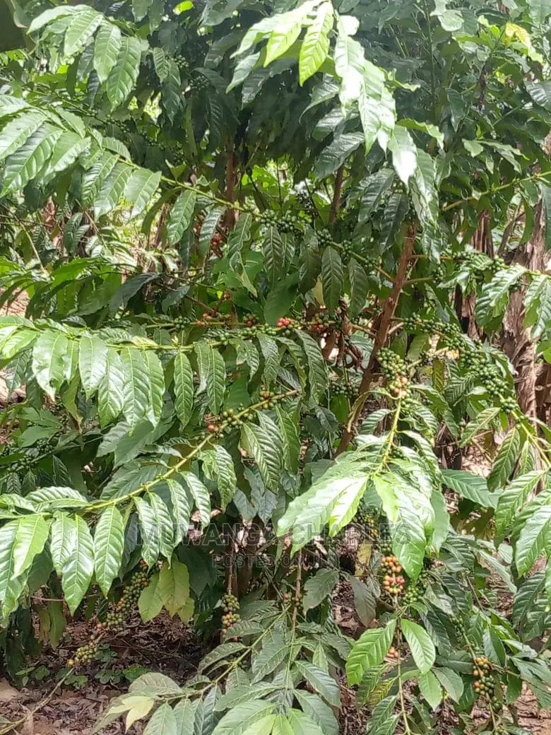 Land in Zirobwe for Sale in Central Division