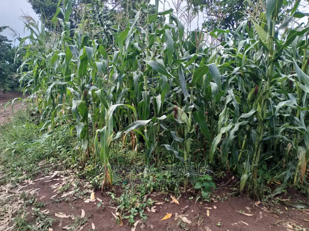 Land in Zirobwe for Sale in Central Division