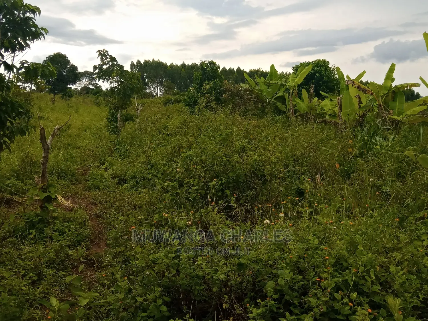 Hot Deal 3acres in Kikyusa on Quick Sale in Central Division
