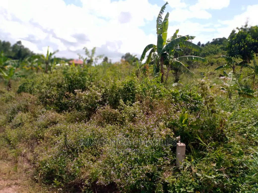Plot's in Busiika on Quick Sale in Central Division