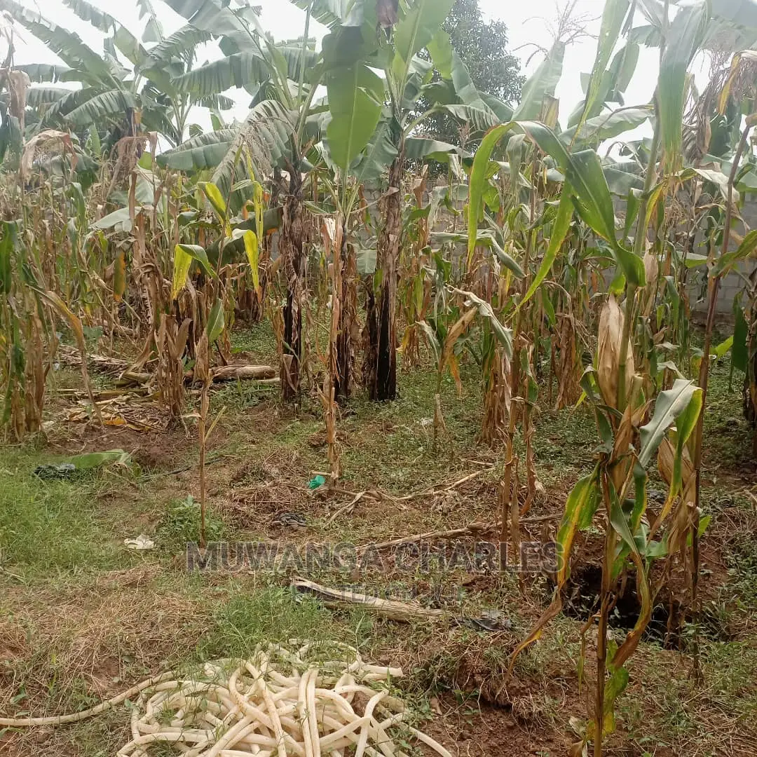 Plots in Kira on Quick Sale in Central Division