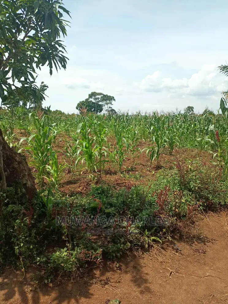 20acres of Land in Luwero on Quick Sale in Central Division