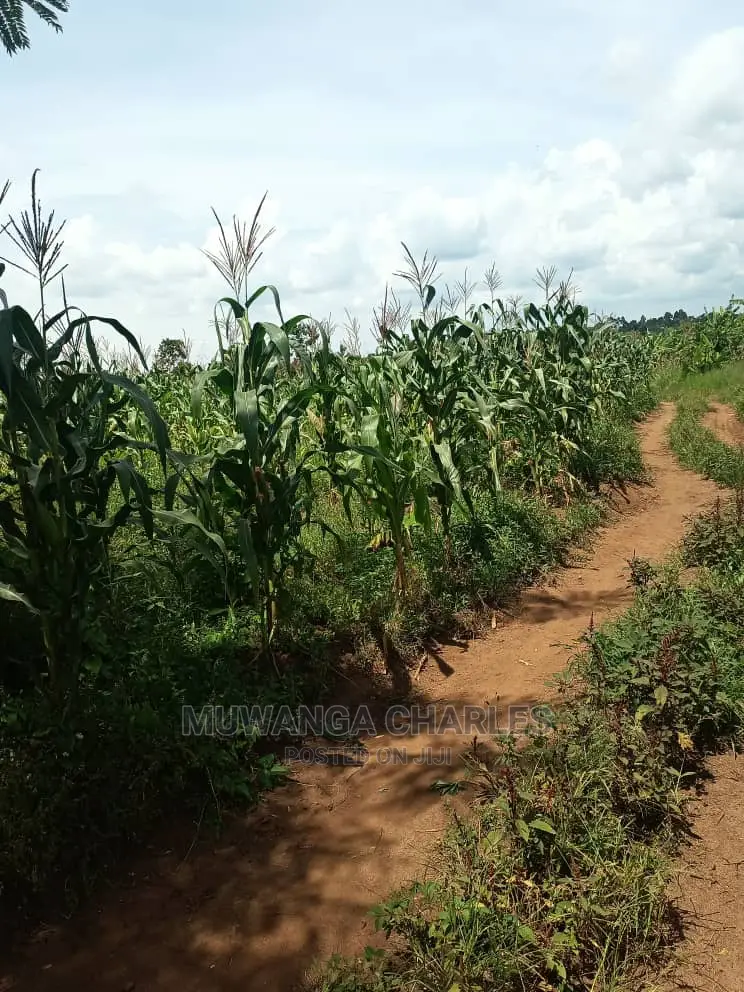 20acres of Land in Luwero on Quick Sale in Central Division