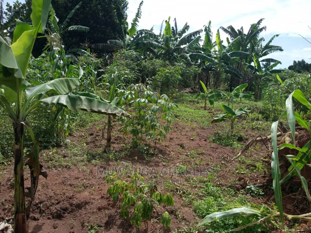4acres of Land in Zirobwe Tongo on Quick Sale in Central Division