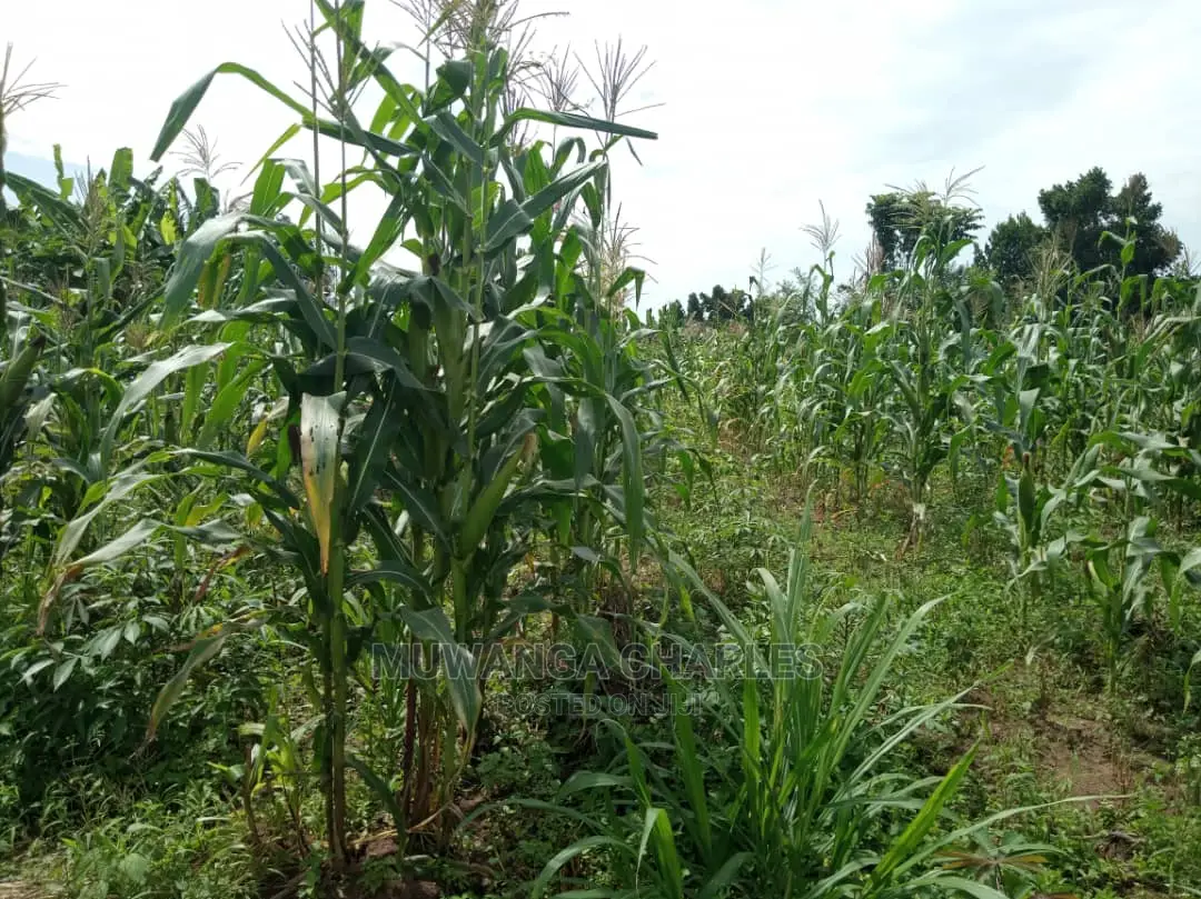 4acres of Land in Zirobwe Tongo on Quick Sale in Central Division