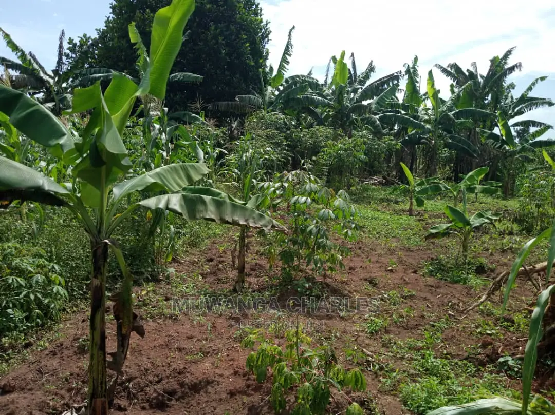4acres of Land in Zirobwe Tongo on Quick Sale in Central Division