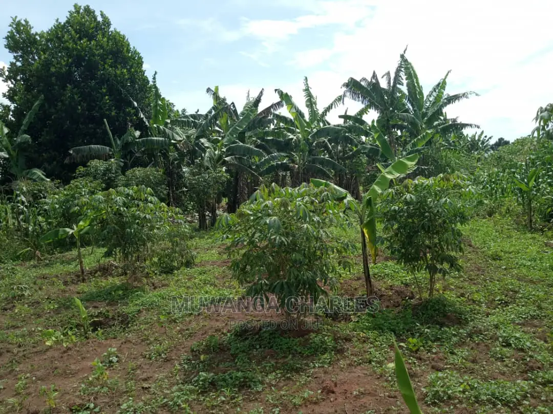 4acres of Land in Zirobwe Tongo on Quick Sale in Central Division