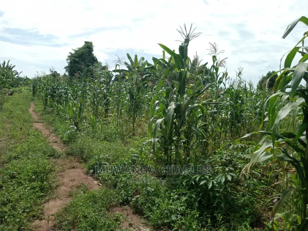 4acres of Land in Zirobwe Tongo on Quick Sale in Central Division