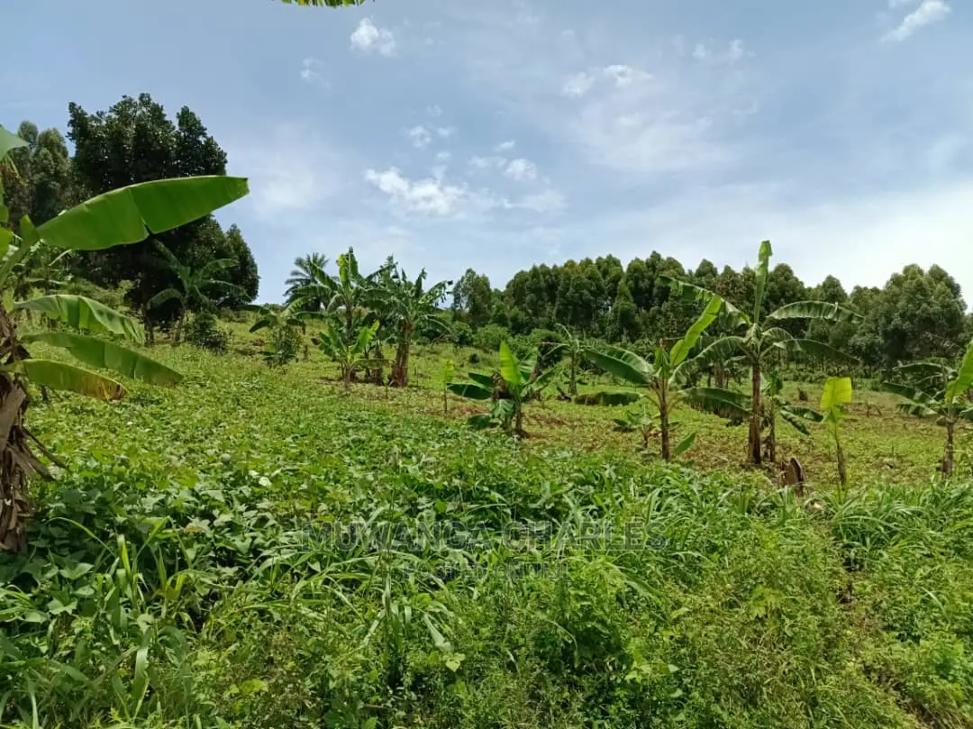 3acres of Land in Zirobwe on Quick Sale in Central Division