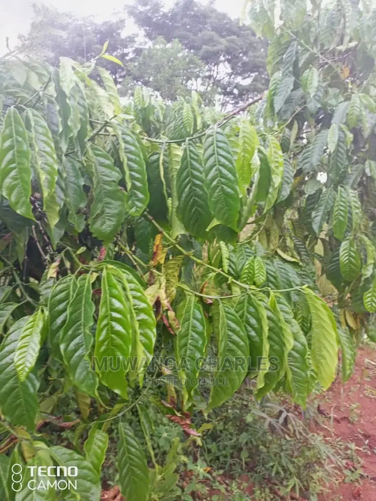 5acres in Zirobwe Namawoja on Sale in Central Division