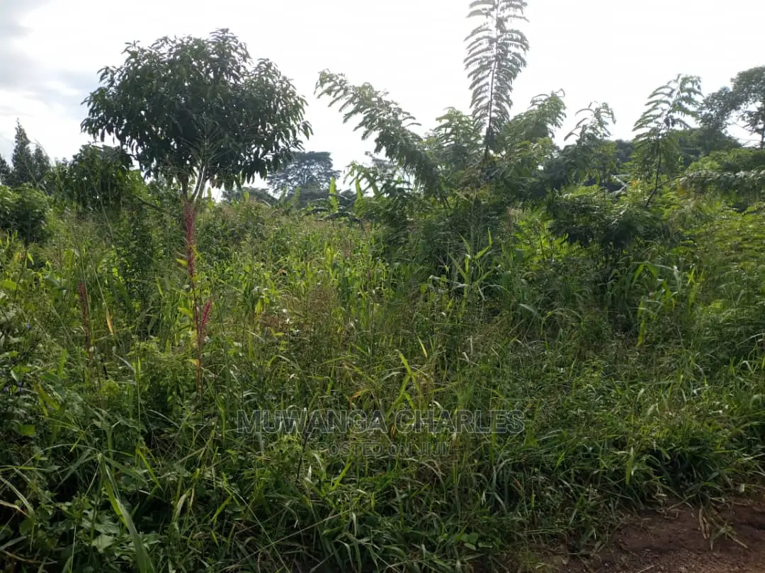 Plot's in Buwate on Quick Sale in Central Division