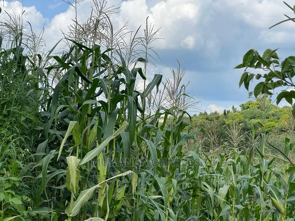 Plot in Kyanja on Quick Sale in Central Division