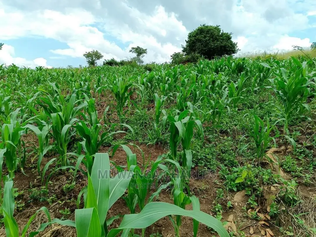 Plot in Buwate on Quick Sale in Central Division