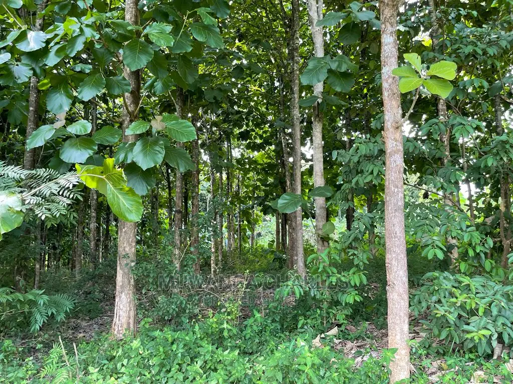 30acres of Land in Ndeje Bombo on Quick Sale in Central Division