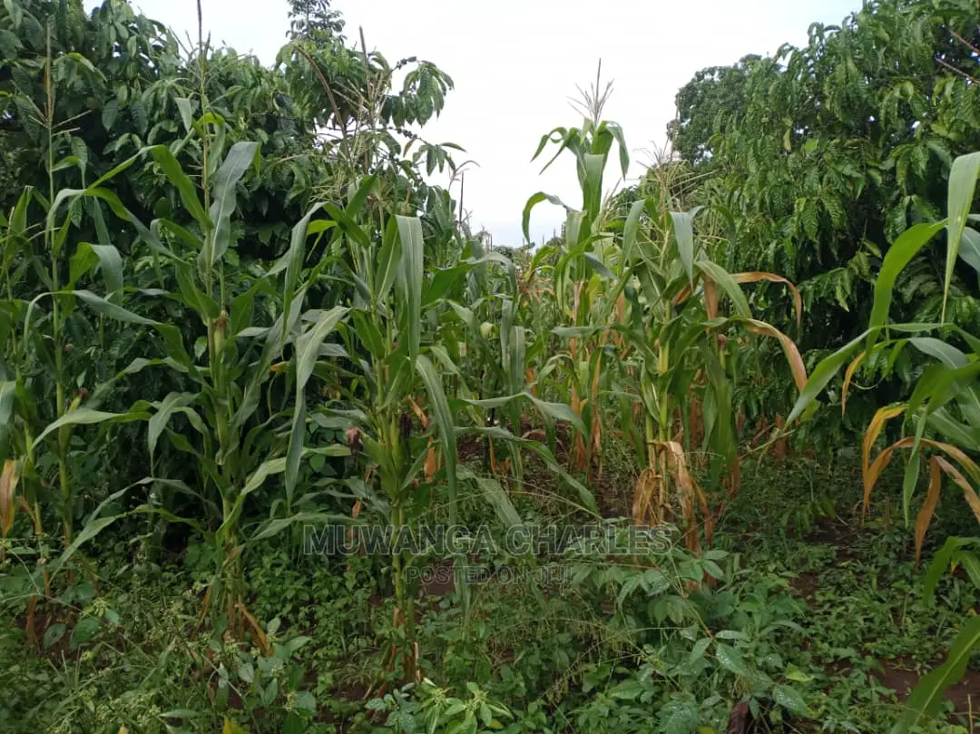 5acres of Land in Wakatayi on Quick Sale in Central Division