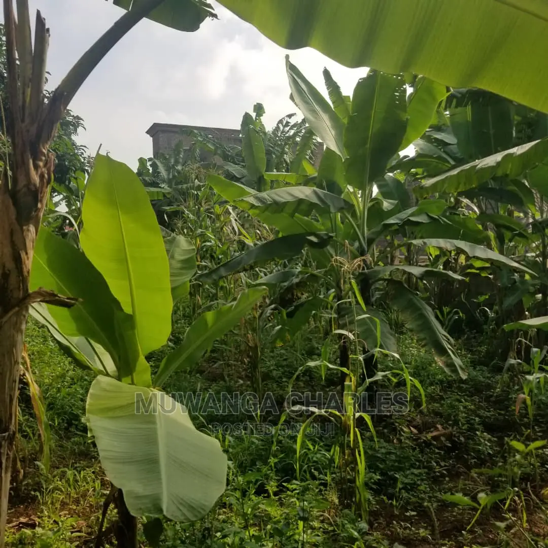 100by50ft Plot in Kira on Quick Sale in Central Division