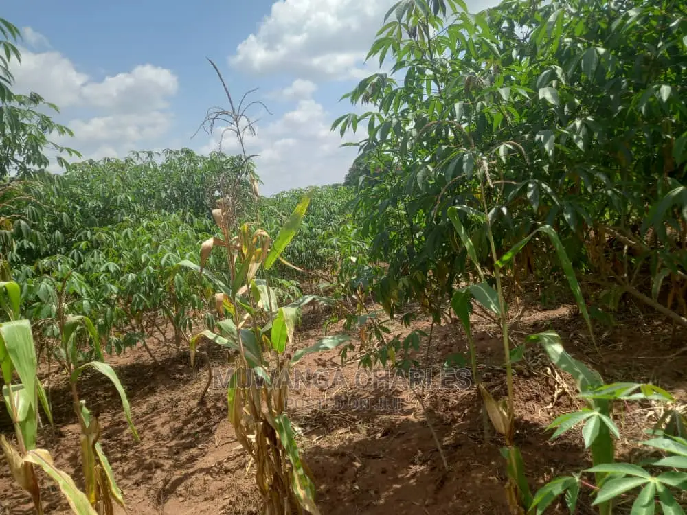 Land in Zirobwe Kyetume on Quick Sale in Division A