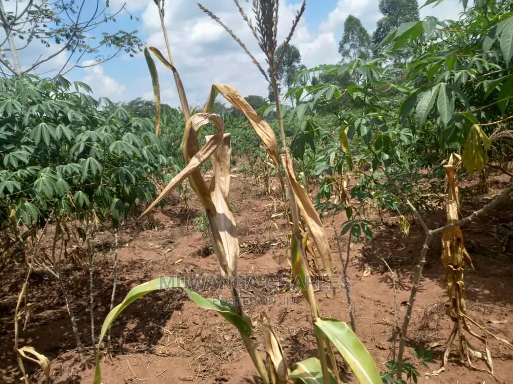 Land in Zirobwe Kyetume on Quick Sale in Division A