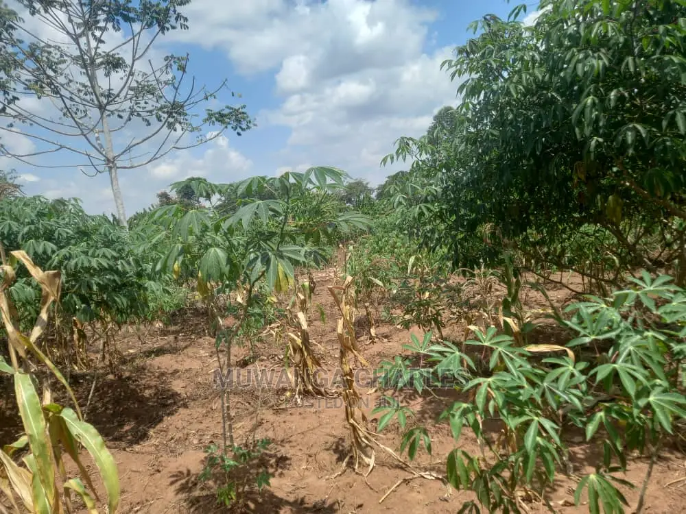 Land in Zirobwe Kyetume on Quick Sale in Division A