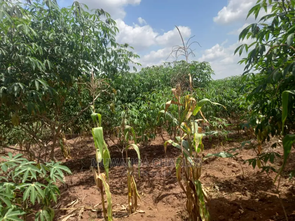 Land in Zirobwe Kyetume on Quick Sale in Division A