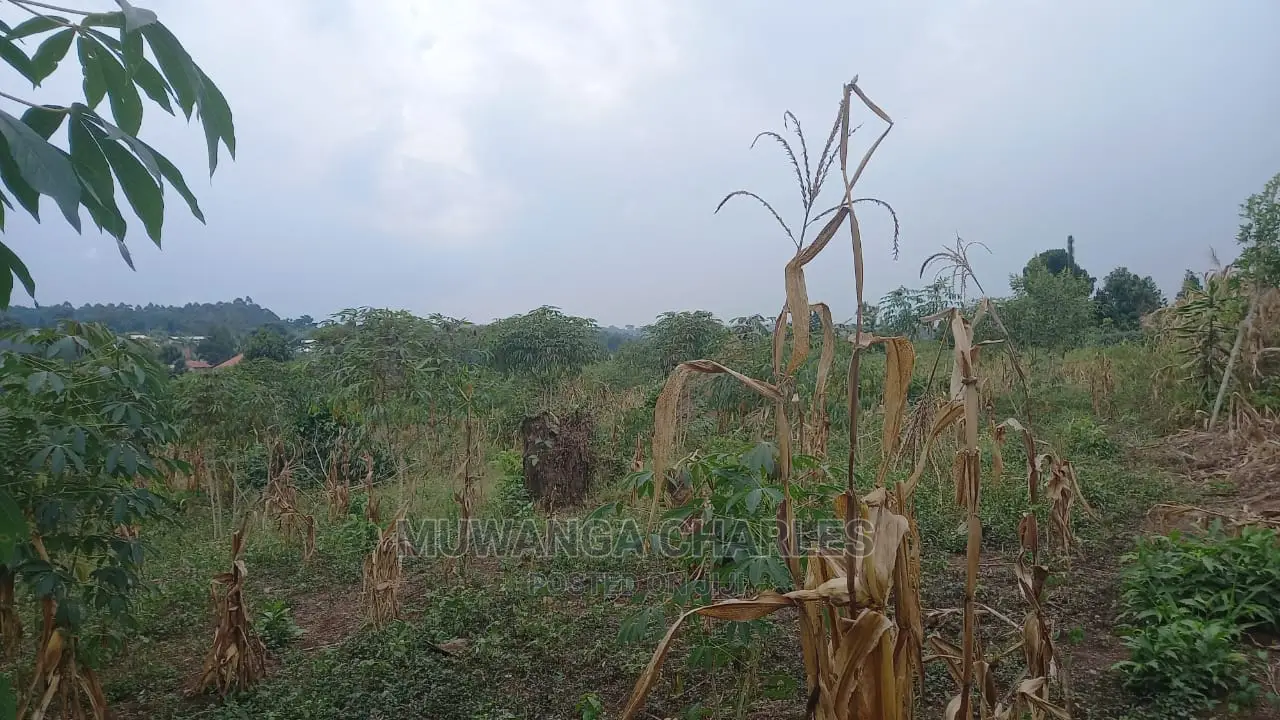 5acres of Land Available for Sale in Kikyusa in Kikyusa