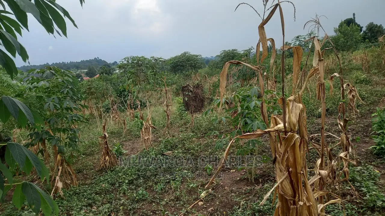 5acres of Land Available for Sale in Kikyusa in Kikyusa