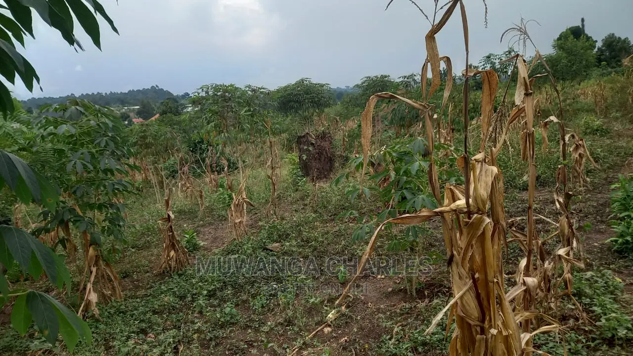 5acres of Land Available for Sale in Kikyusa in Kikyusa