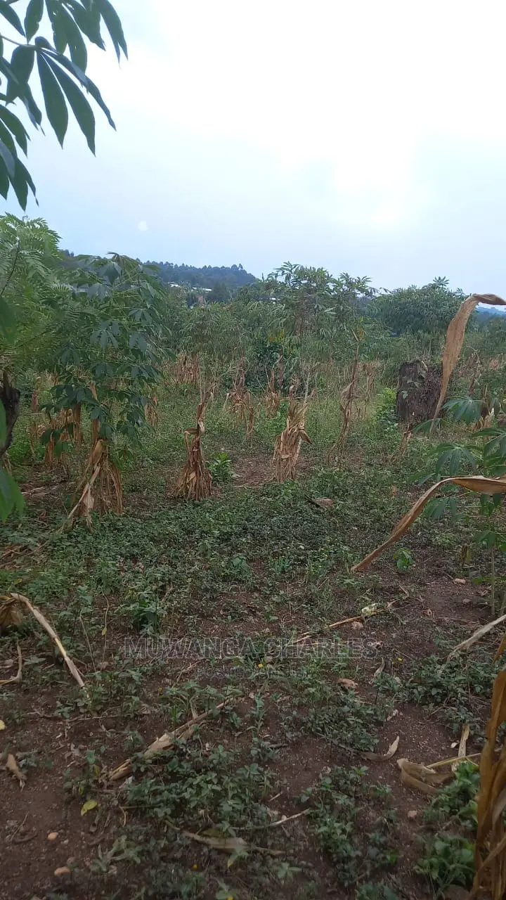 5acres of Land Available for Sale in Kikyusa in Kikyusa