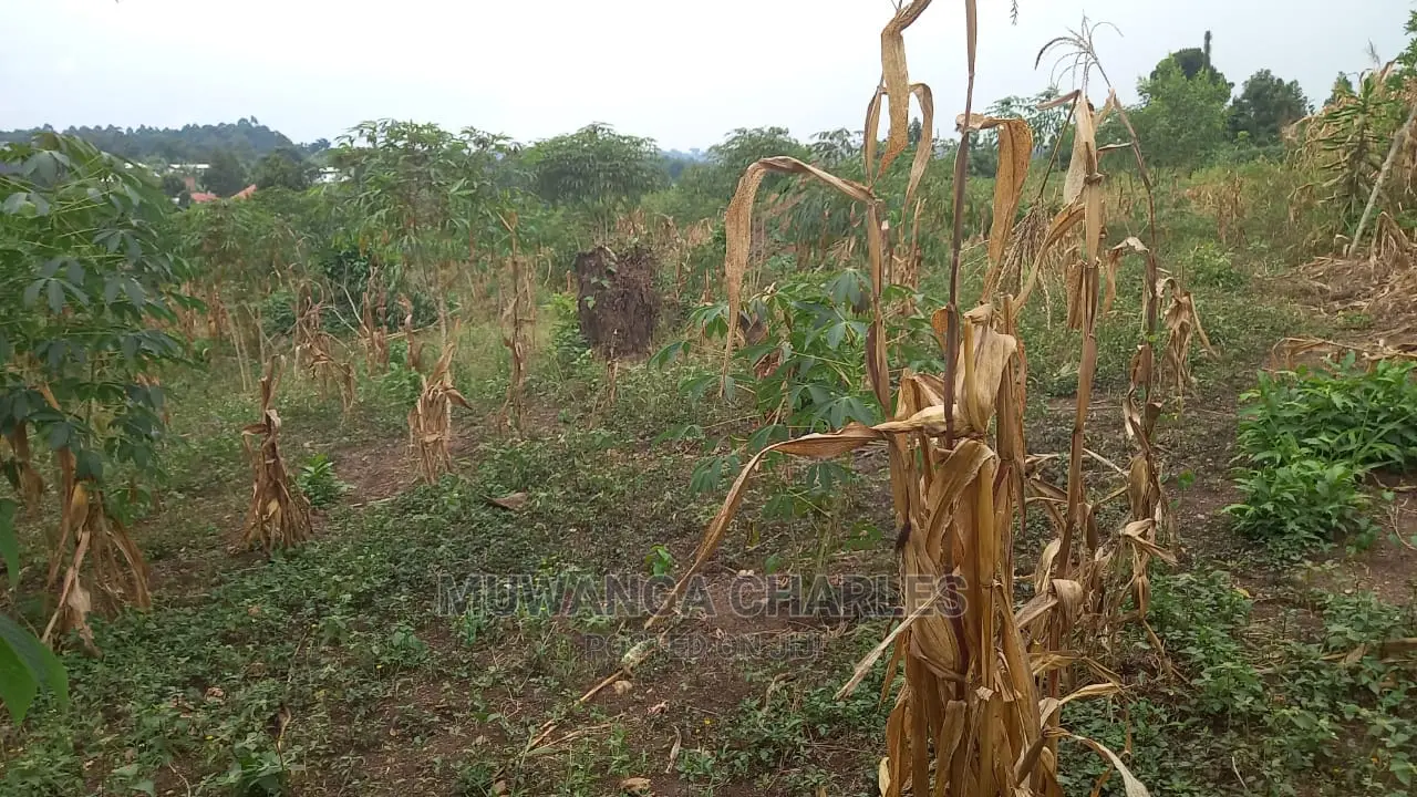 5acres of Land Available for Sale in Kikyusa in Kikyusa