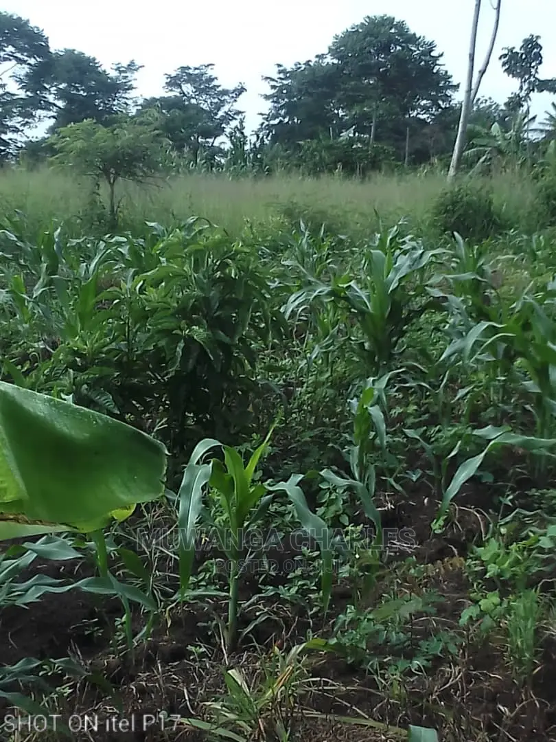 1.5acre of Land Available for Sale in Luwero in Central Division