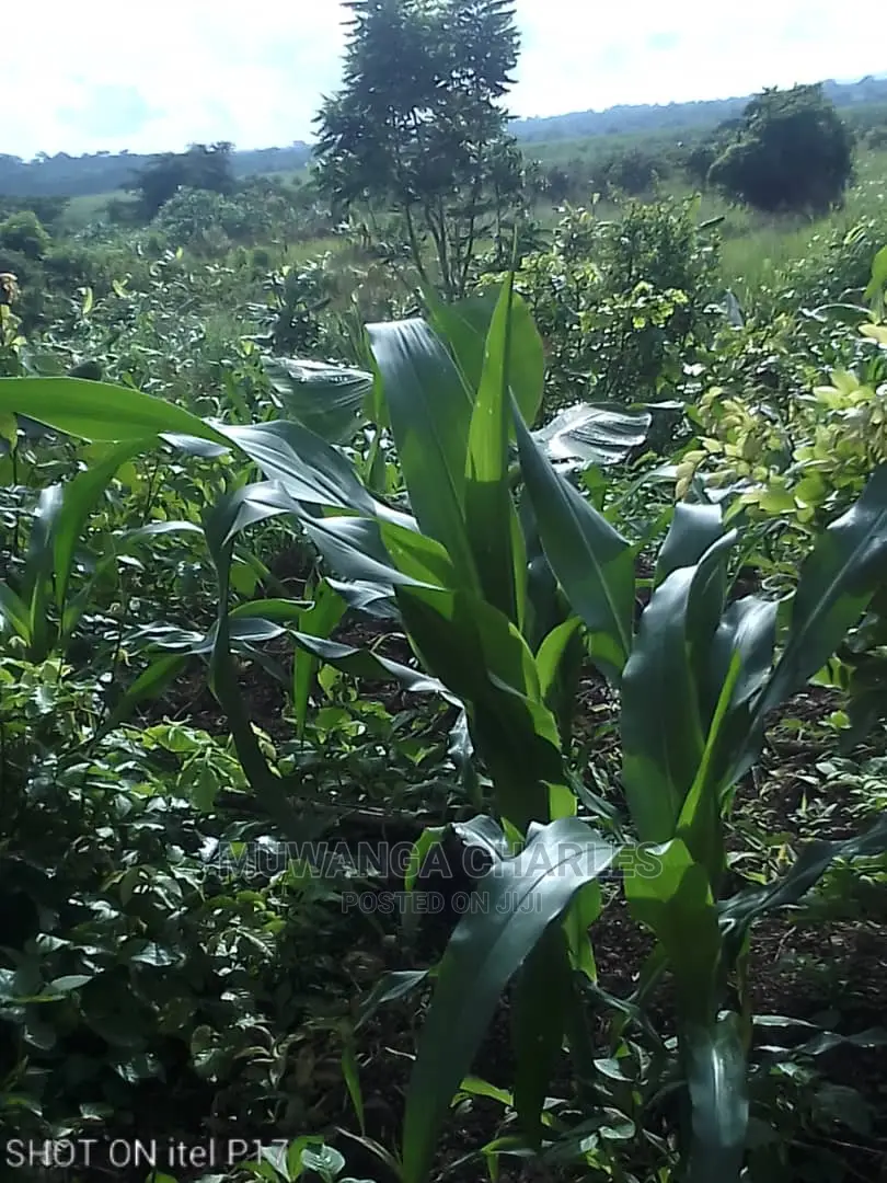 1.5acre of Land Available for Sale in Luwero in Central Division