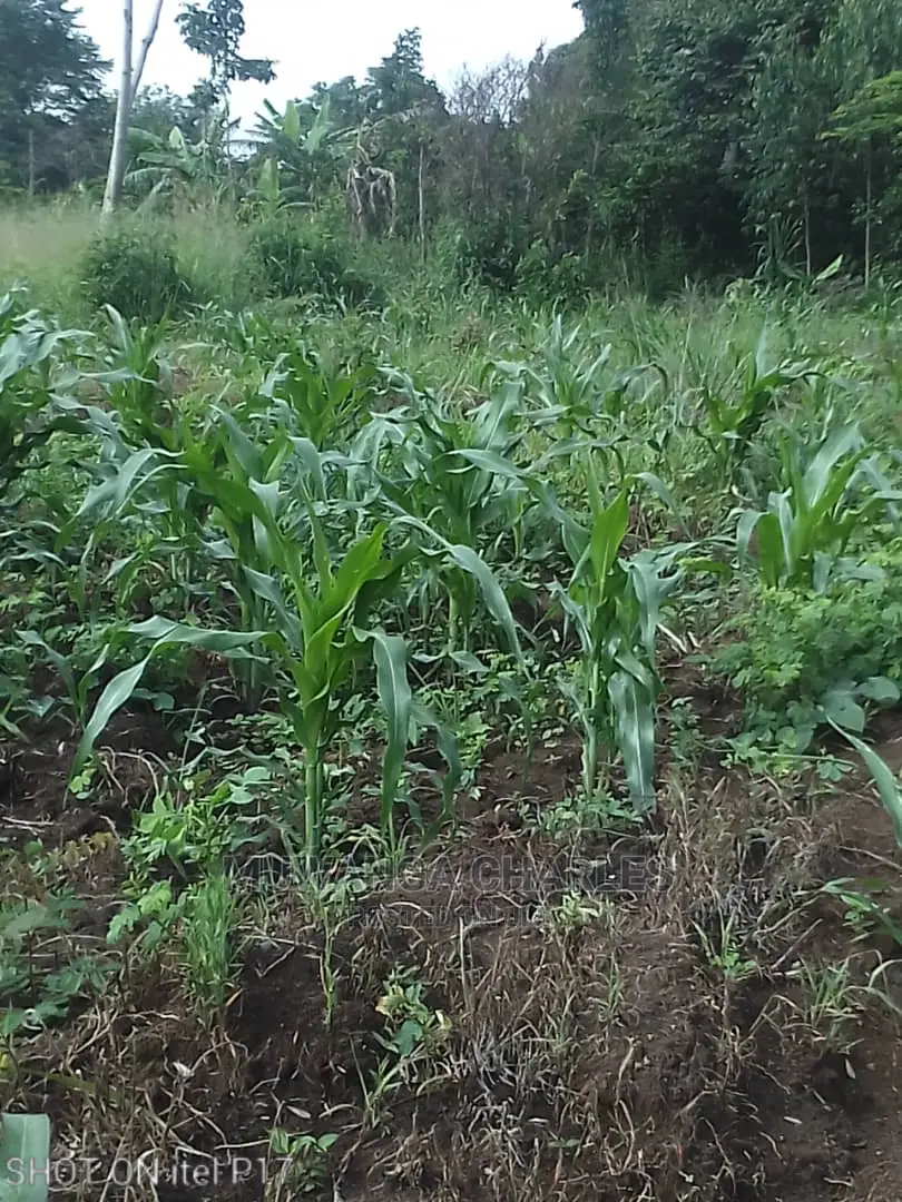 1.5acre of Land Available for Sale in Luwero in Central Division