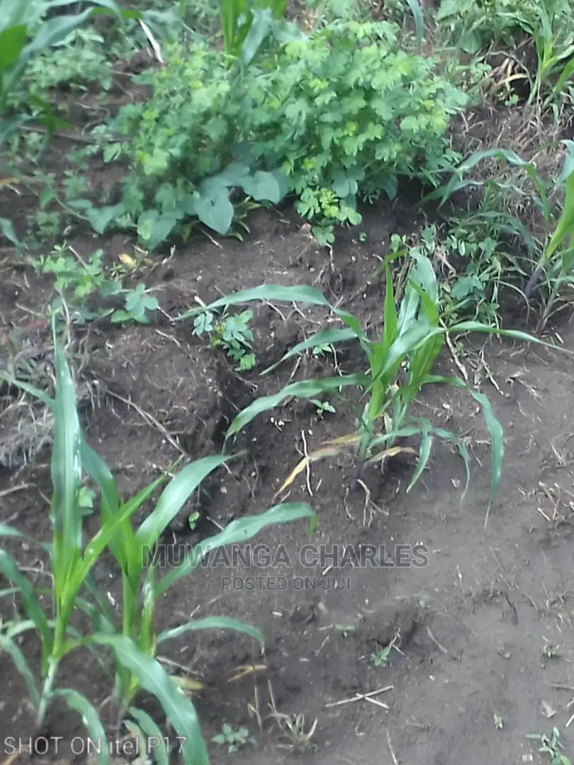 1.5acre of Land Available for Sale in Luwero in Central Division