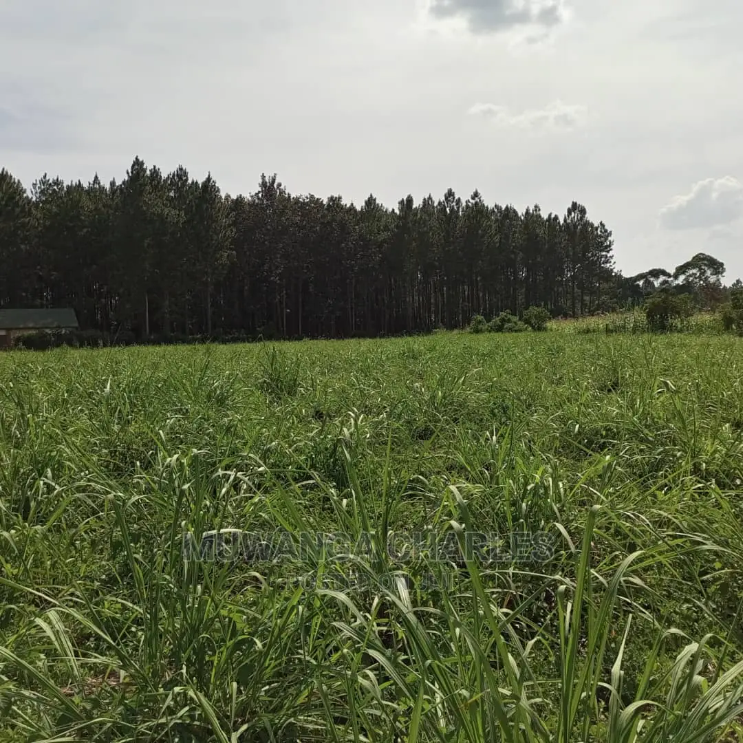 Plots for Sale in Gayaza Bugema in Central Division