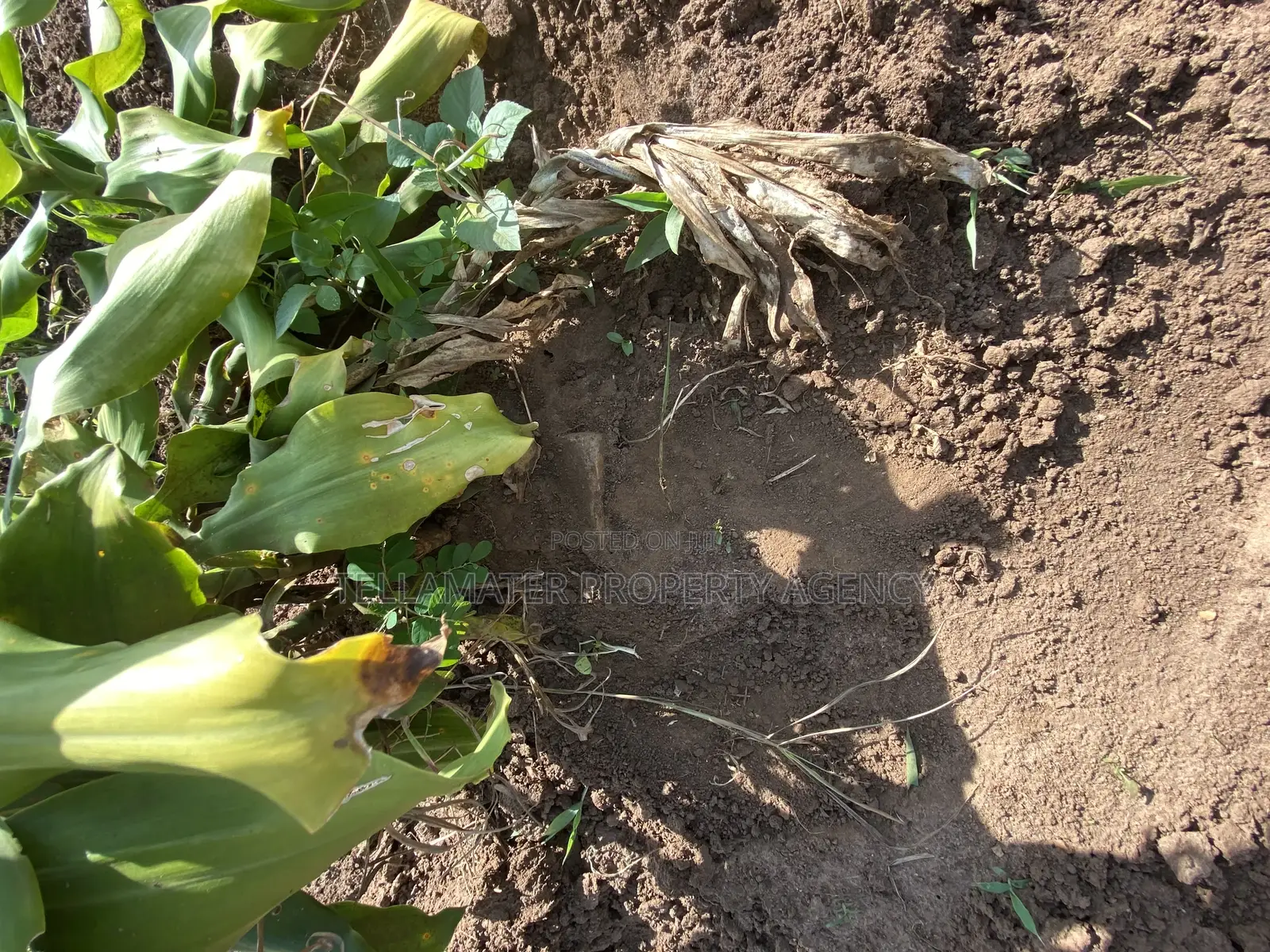 50*100ft Private Mailo Plot for Sale at Nakifuma-Kakinzi in Kyampisi