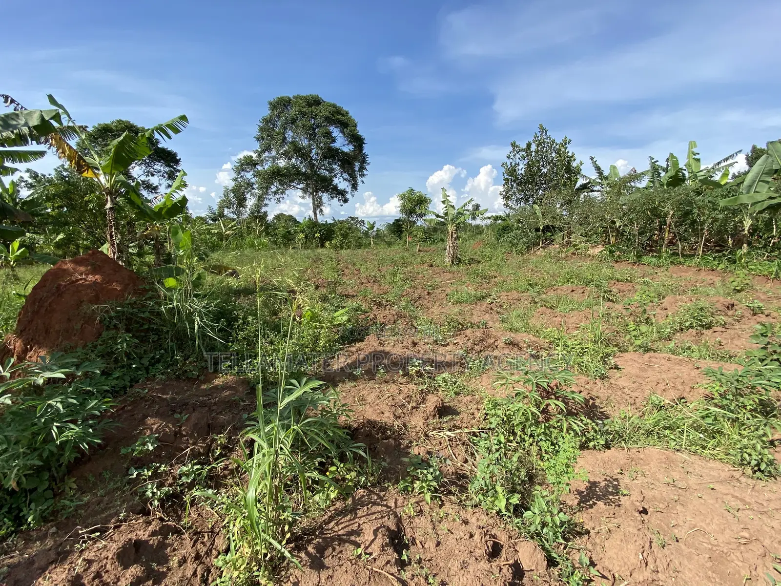 50*100ft Private Mailo Plot for Sale at Nakifuma-Kakinzi in Kyampisi