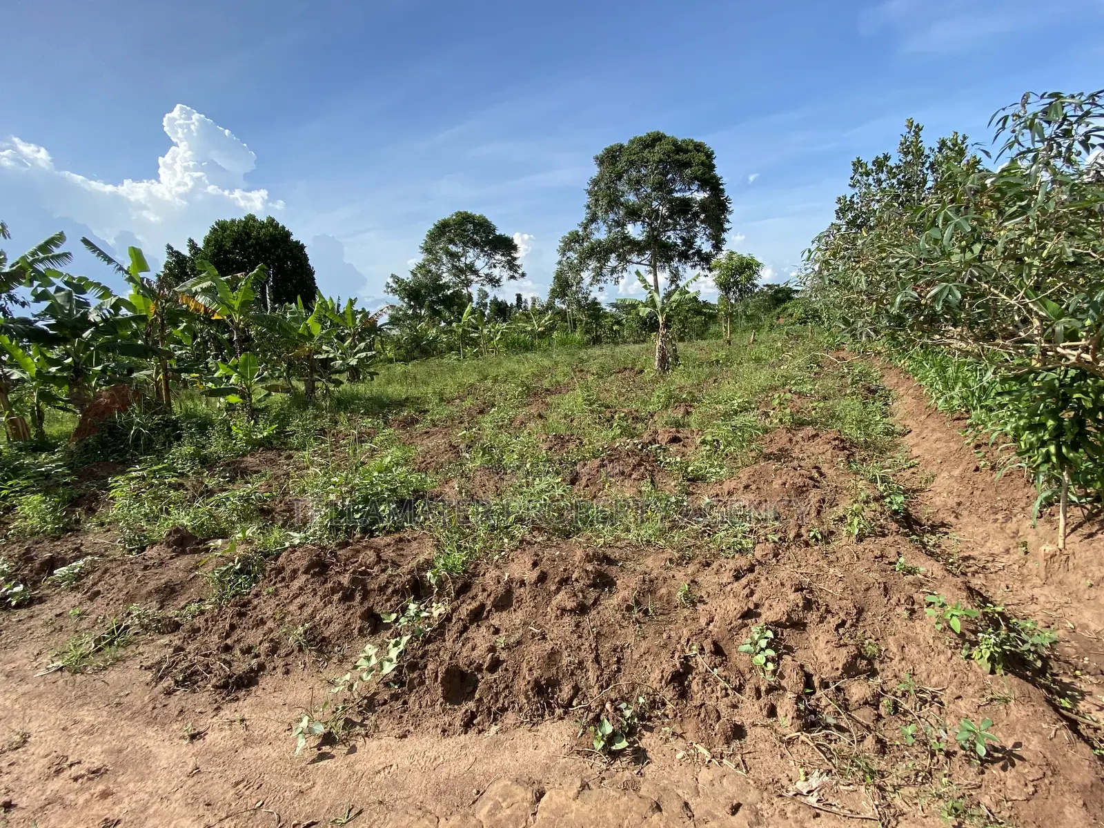 50*100ft Private Mailo Plot for Sale at Nakifuma-Kakinzi in Kyampisi
