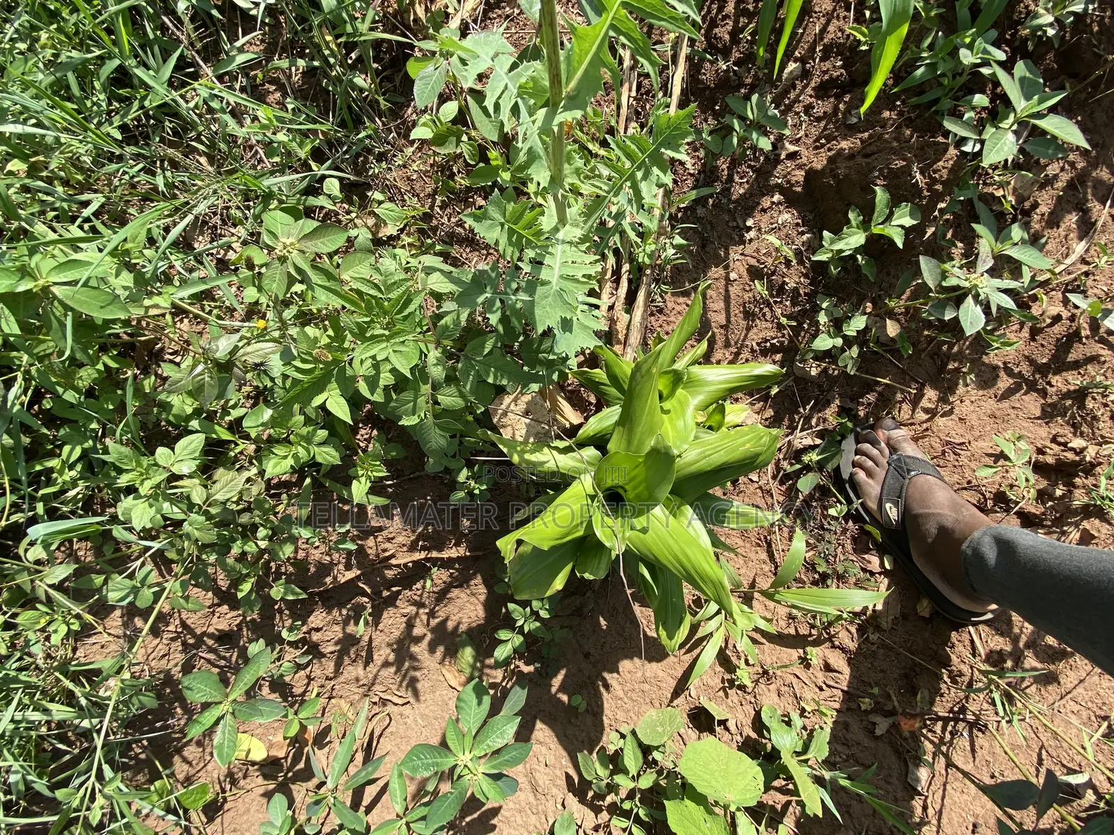 Cheap Mailo Plots With Ready Titles for Sale at Nakifuma in Kyampisi