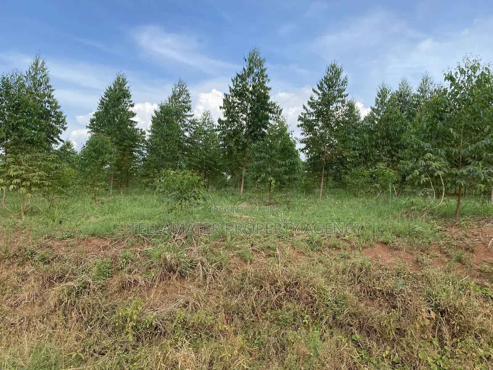 Cheap Mailo Plots With Ready Titles for Sale at Nakifuma in Kyampisi