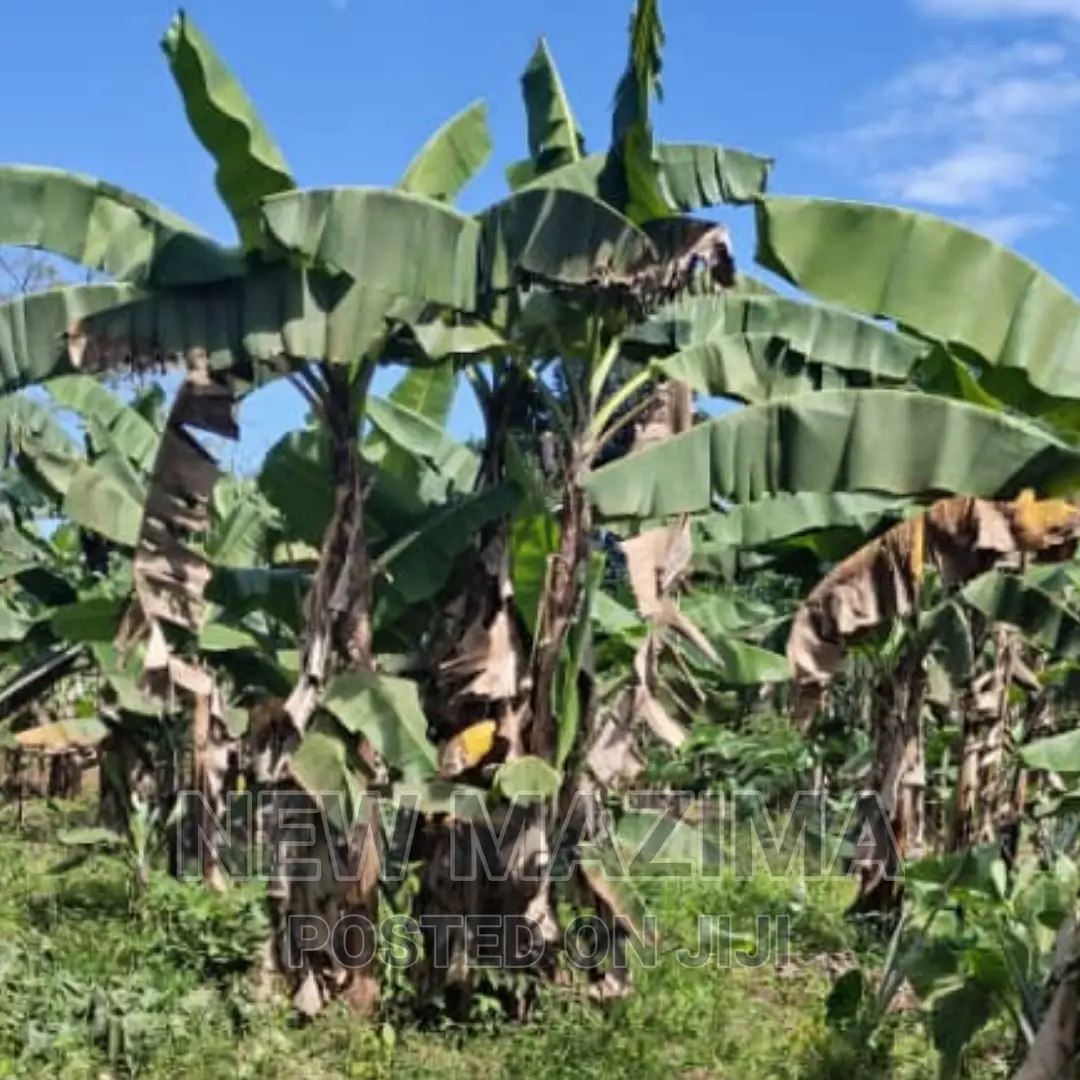 2 Acres and 10 Decimals on Quicksale in Heart of Mpigi in Central Division
