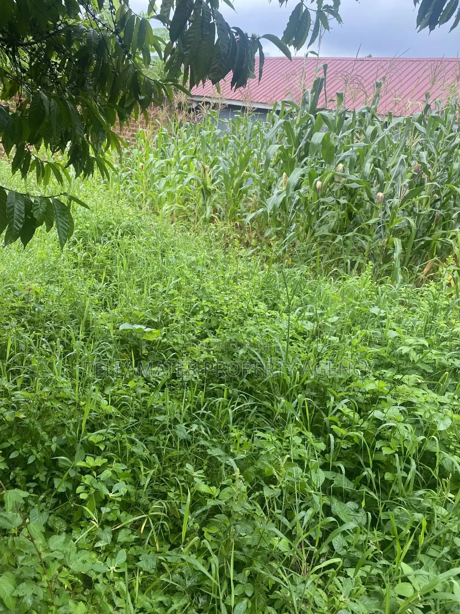 Plot With Rooms/Hostels for Sale at Ku Main Branch Luweero in Luwero / Luwero