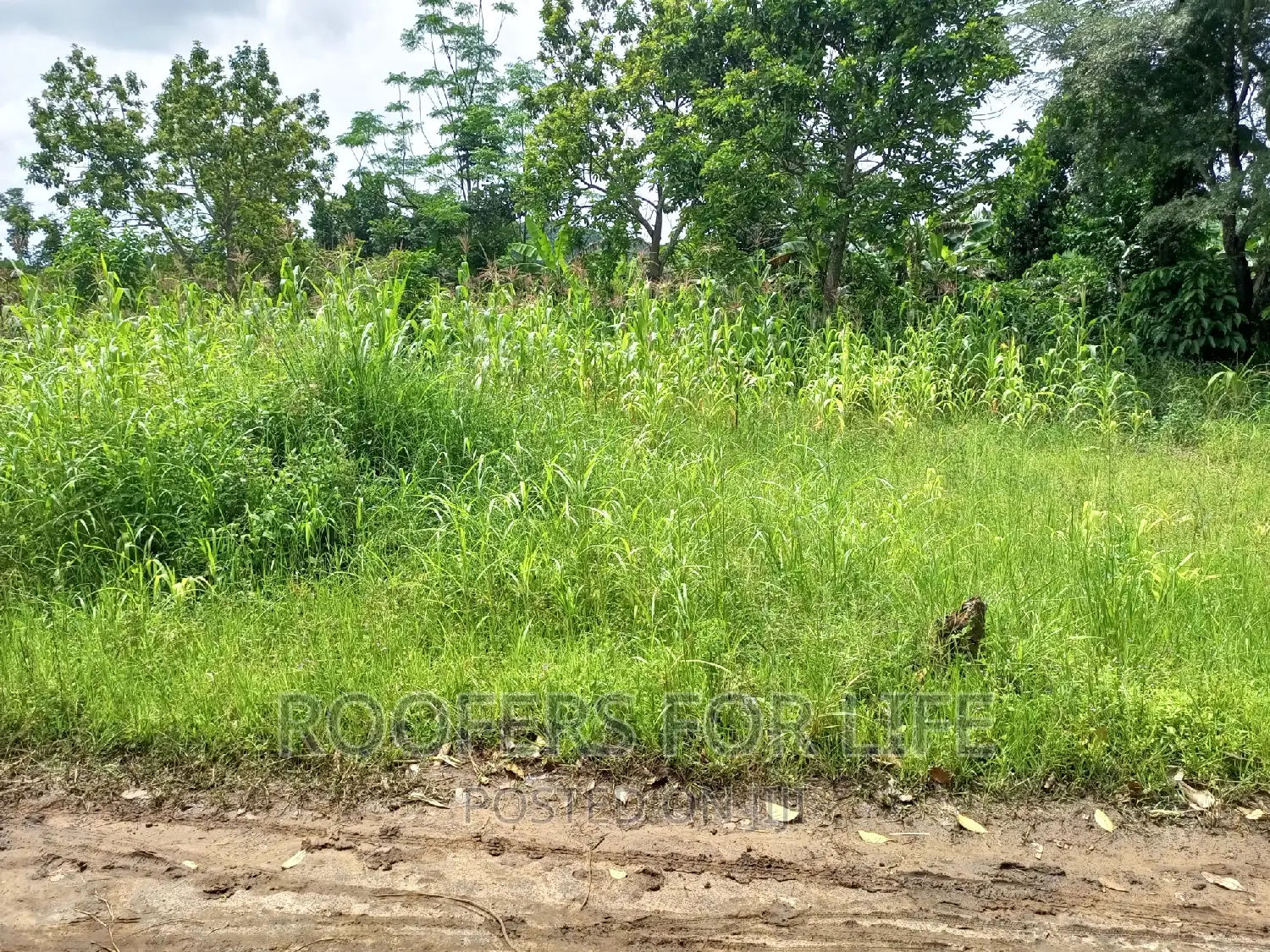 50*100 Plot for Sale in Kakiri