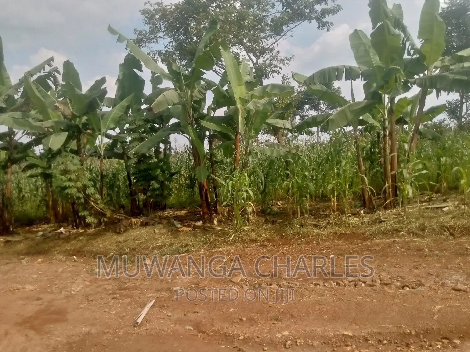 Plot's Available for Sale at Busukuma in Central Division